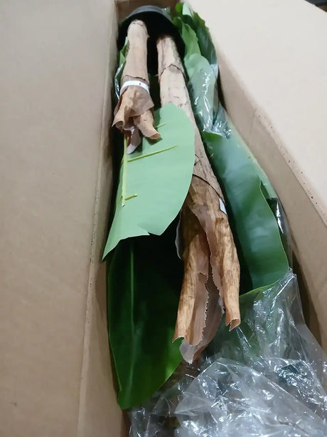 Kiko Artificial 2 Branch 11PCS +2BUD Banana Tree in Plastic Pot Fake Floor Plant Greenery Potted Plants for